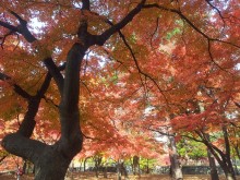 盛岡城跡公園本丸から見る紅葉の景観