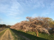 雫石川園地から見る桜の景観