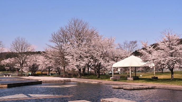 【令和7年4月22日掲載】岩手県立御所湖広域公園に春を感じに出かけませんか。ファミリーランドの桜もおすすめです