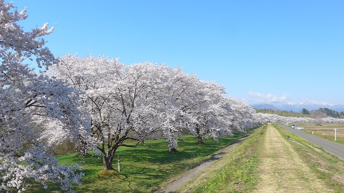 【令和7年4月25日掲載】岩手県立御所湖広域公園に春を感じに出かけませんか。