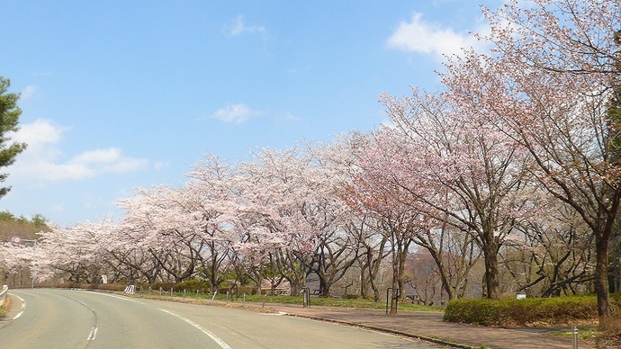 【令和7年4月30日掲載】岩手県立御所湖広域公園のさくら園の遊歩道沿いの展望台から、御所湖を一望できます！