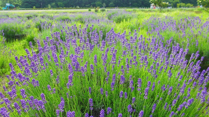 【令和7年6月12日掲載】岩手県立御所湖広域公園の町場地区園地には、岩手山を背景に岩手ゆかりの花が楽しめる花畑がひろがっています！