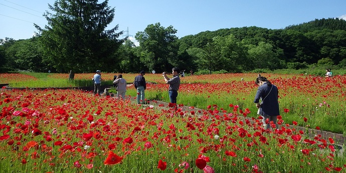 【令和7年6月13日掲載】岩手県立御所湖広域公園のファミリーランドでは、様々な花を楽しむことができます！