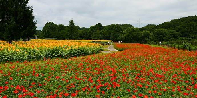 【令和7年7月2日掲載】岩手県立御所湖広域公園のファミリーランドでは、様々な花を楽しむことができます！