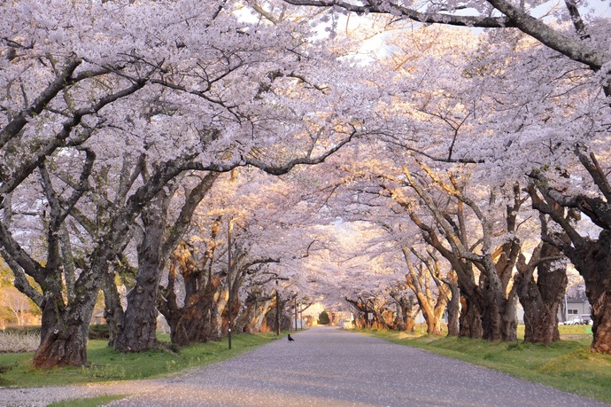 【令和8年5月19日掲載】希望郷いわて景観フォトコンテスト2025に応募いただいた作品を紹介します！～景観部門：光の桜回廊（金ケ崎町六原前穴持付近）