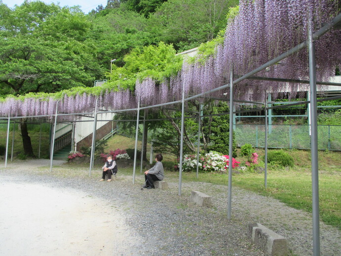 【令和8年5月25日掲載】希望郷いわて景観フォトコンテスト2025に応募いただいた作品を紹介します！～景観部門：藤の花咲く頃（一関市東山町長坂）