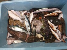 山魚